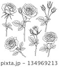 Rose Flower Line Art Set, Vintage Rose Sketches 134969213