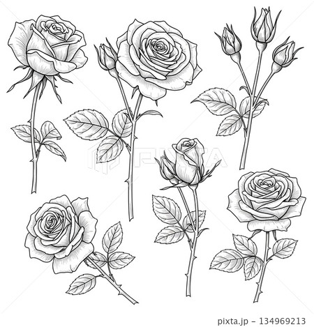 Rose Flower Line Art Set, Vintage Rose Sketches 134969213