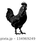 Black Rooster Silhouette Vector 134969249
