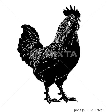 Black Rooster Silhouette Vector 134969249