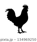 Standing Rooster Silhouette 134969250
