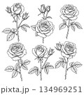 Rose Floral Sketch Collection, Hand-drawn Rose Line Art Set 134969251