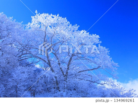 霧氷樹林(くじゅう連山・大分県九重町) 霧氷樹林(くじゅう連山・大分県九重町) 134969261