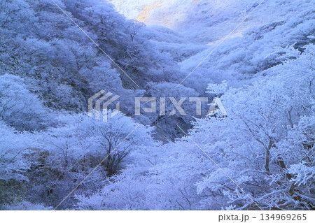一面霧氷のくじゅう連山(大分県九重町) 一面霧氷のくじゅう連山(大分県九重町) 134969265