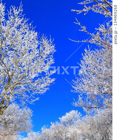 霧氷と青空（冬イメージ・背景素材・縦構図） 134969268