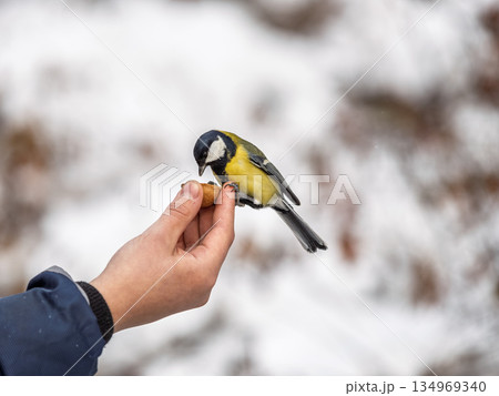 A tit sits on a man's hand and eats seeds. 134969340