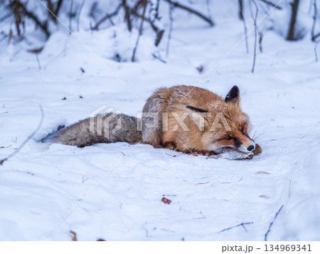European Red Fox (Vulpes vulpes) in winter forest 134969341