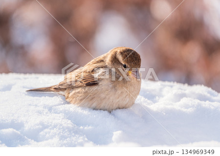 House Sparrow, Passer domesticus, standing in the snow. 134969349