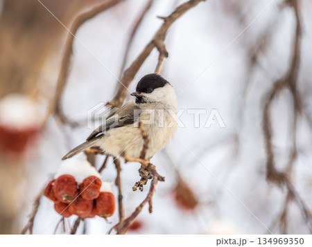 Cute bird the willow tit, song bird sitting on a branch without leaves in the winter. 134969350