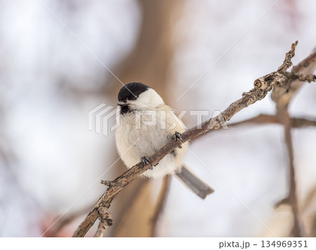 Cute bird the willow tit, song bird sitting on a branch without leaves in the winter. 134969351