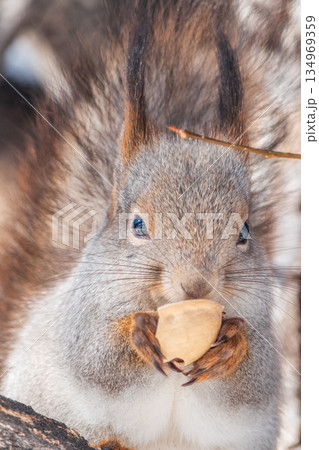 The squirrel with nut sits on tree in the winter or late autumn The squirrel with nut sits on tree in the winter or late autumn 134969359