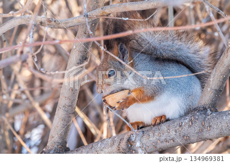 The squirrel with nut sits on tree in the winter or late autumn The squirrel with nut sits on tree in the winter or late autumn 134969381
