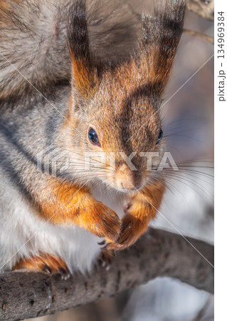 The squirrel sits on a branches without leaves in the winter or autumn 134969384