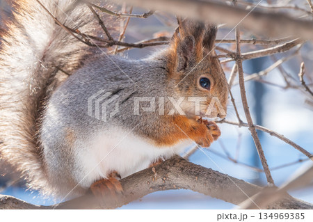 The squirrel with nut sits on tree in the winter or late autumn 134969385
