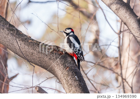 Little woodpecker sits on a tree trunk with snow in winter. The great spotted woodpecker, Dendrocopos major 134969390