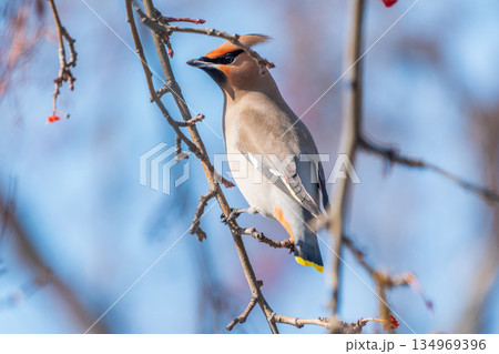 Bohemian Waxwing, Bombycilla garrulus, sitting on the bush and feeding on wild red apples in winter or early spring time. 134969396