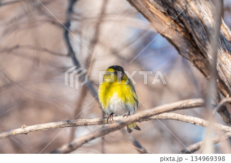 Eurasian siskin male, latin name spinus spinus, sitting on branch of tree. Cute little yellow songbird. 134969398