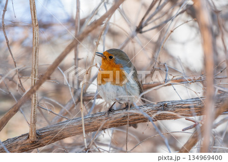 Cute bird the European Robin, Erithacus rubecula. sitting on the tree branch in winter. Cute bird the European Robin, Erithacus rubecula. sitting on the tree branch in winter. 134969400
