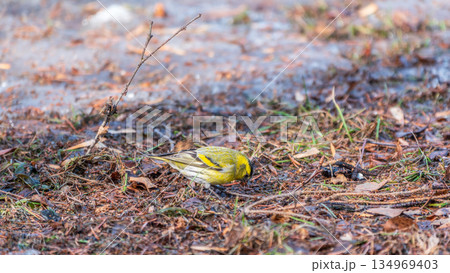 A male Eurasian siskin sits on the ground covered with dry leaves and grass. Carduelis spinus. song bird in the nature habitat. 134969403