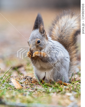 Squirrel in autumn or spring with nut on the green grass with fallen yellow leaves Squirrel in autumn or spring with nut on the green grass with fallen yellow leaves 134969408