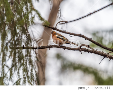 Common chaffinch, Fringilla coelebs, sits on a branch in spring on green background. Common chaffinch in wildlife. 134969411