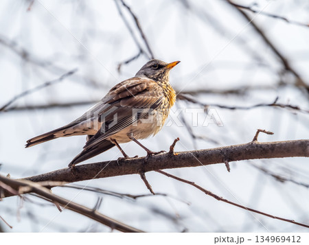 Fieldbird sits on a branch in spring with a blurred background. Fieldbird sits on a branch in spring with a blurred background. 134969412