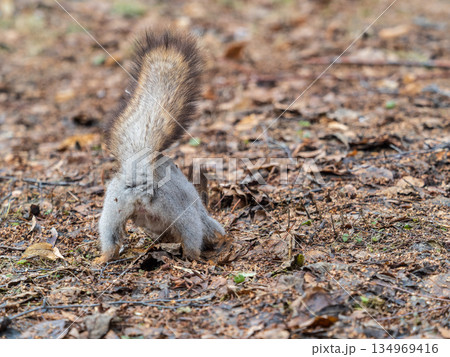 A rear view of a squirrel in grey winter coat against the fallen leaves background. The magnificent tail of a squirrel. A rear view of a squirrel in grey winter coat against the fallen leaves background. The magnificent tail of a squirrel. 134969416