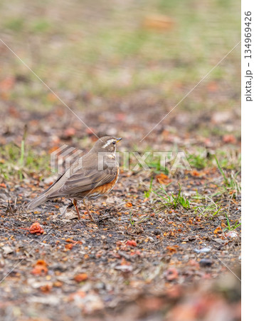 Wood bird Redwing, Turdus iliacus, on a sprng lawn. 134969426