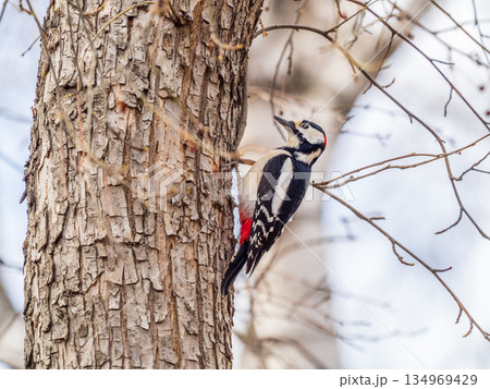 Little woodpecker sits on a tree trunk. The great spotted woodpecker, Dendrocopos major 134969429