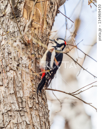 Little woodpecker sits on a tree trunk. The great spotted woodpecker, Dendrocopos major 134969430