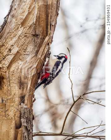 Little woodpecker sits on a tree trunk. The great spotted woodpecker, Dendrocopos major Little woodpecker sits on a tree trunk. The great spotted woodpecker, Dendrocopos major 134969431