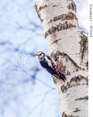 Little woodpecker sits on a tree trunk. The great spotted woodpecker, Dendrocopos major Little woodpecker sits on a tree trunk. The great spotted woodpecker, Dendrocopos major 134969432