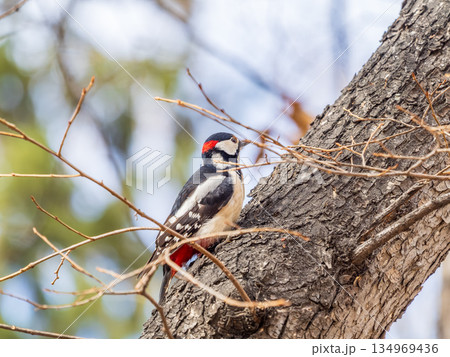 Little woodpecker sits on a tree trunk. The great spotted woodpecker, Dendrocopos major 134969436