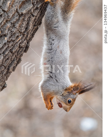 Squirrel sitting upside down on a tree trunk. The squirrel hangs upside down on a tree against colorful blurred background. Close-up. 134969437