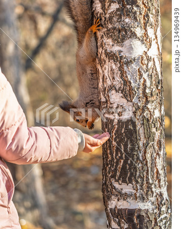 Girl feeds a squirrel with nuts in an autumn park. 134969439