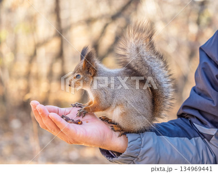 A squirrel in the spring or autumn eats nuts from a human hand. Eurasian red squirrel, Sciurus vulgaris 134969441