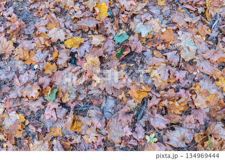 Orange and yellow fallen leaves in the sunlight. Orange and yellow fallen leaves in the sunlight. 134969444