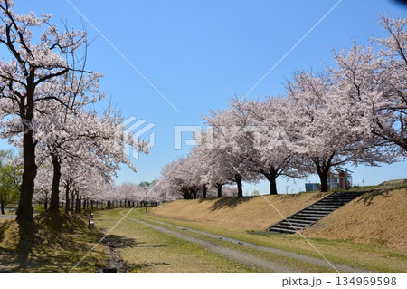 満開に咲く新潟県長岡市越路河川公園の桜 134969598