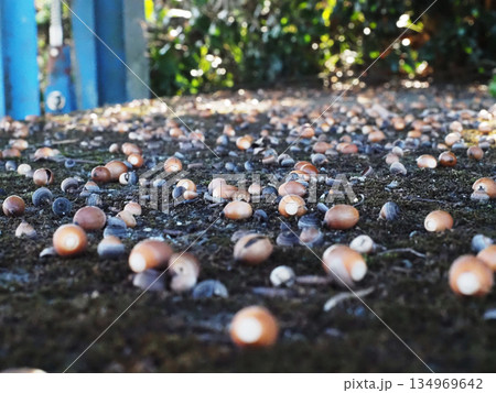 苔の上に転がったたくさんのドングリ(用水路の橋の上の茶色い団栗) 苔の上に転がったたくさんのドングリ(用水路の橋の上の茶色い団栗) 134969642