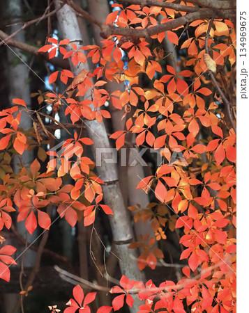 黄とオレンジ色のドウダンツツジ（色付いた竹林前の灯台躑躅） 134969675