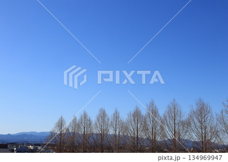 メタセコイヤと連山と街の風景 134969947