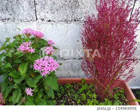 ピンク色のペンタスと赤いコキア 134969956
