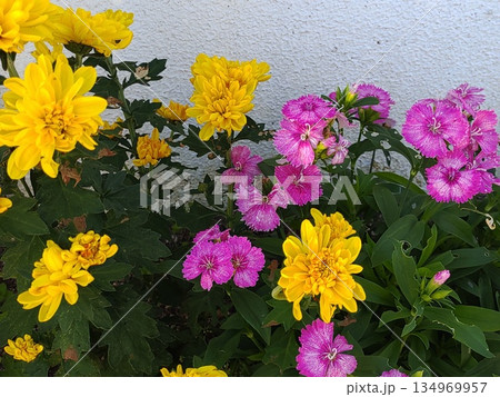 黄色の菊と桃色のセキチク 134969957
