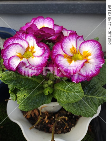 202502プリムラ2 134970199