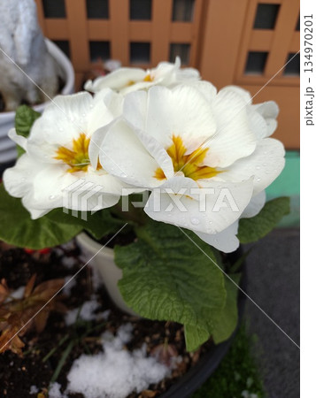 202502プリムラ1 134970201