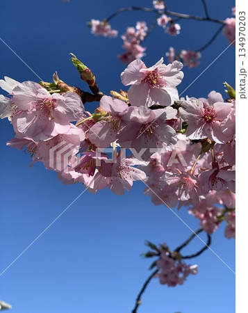 桜と青空 桜と青空 134970203