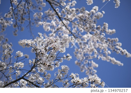 東北の桜 東北の桜 134970257
