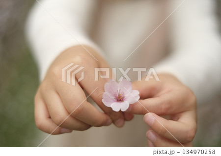 子供の手と桜の花 子供の手と桜の花 134970258