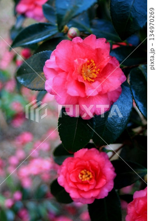 赤い寒椿の花満開 134970269