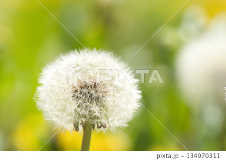 ふんわりふわふわしたタンポポの綿毛 134970311